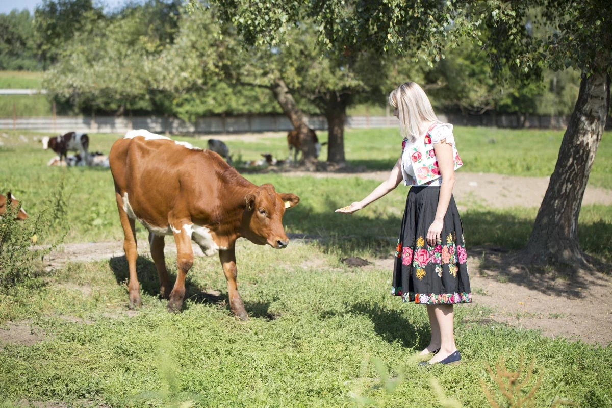 Starostlivosť o hovädzí dobytok