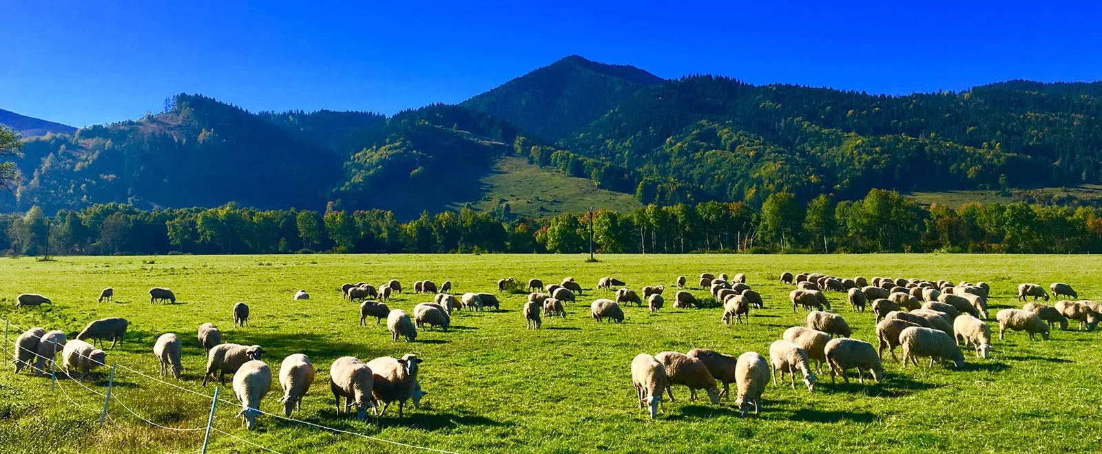 Ovce na liptovských pasienkoch